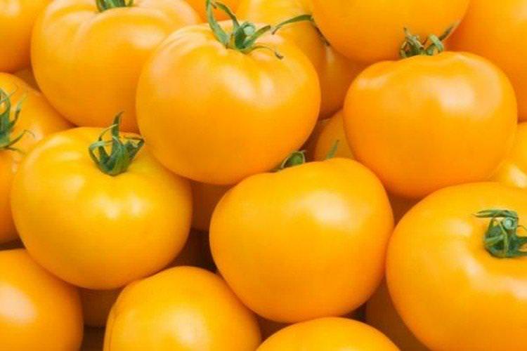 У десятку - Сорти томатів для теплиць, що не потребують пасинкування