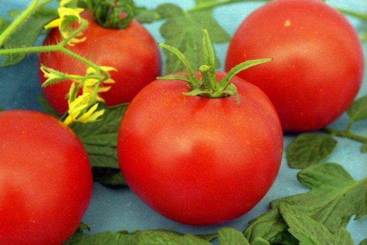 Джина - Найкращі сорти томатів для теплиць у Підмосков'ї
