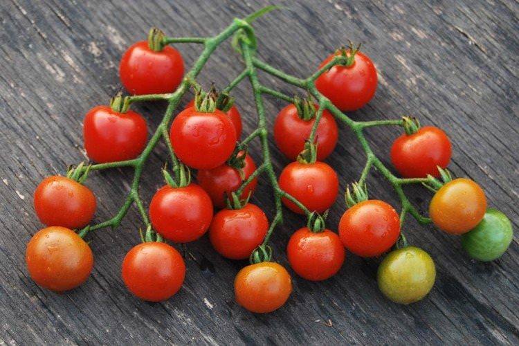 Солодкий гроно - Найкращі сорти томатів для теплиць у Підмосков'ї