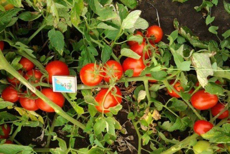 Оленка - Найкращі сорти томатів для теплиць у Підмосков'ї