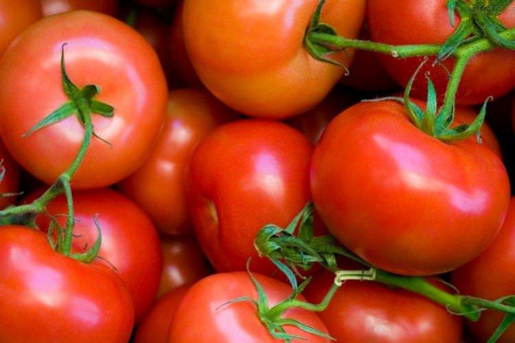 Андромеда - Найкращі сорти томатів для теплиць у Підмосков'ї