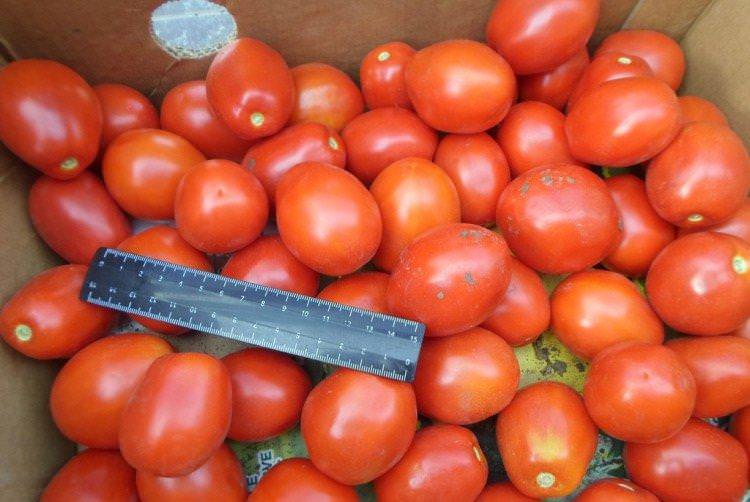 Медова вершка - Найкращі сорти томатів для теплиць для Уралу та Сибіру