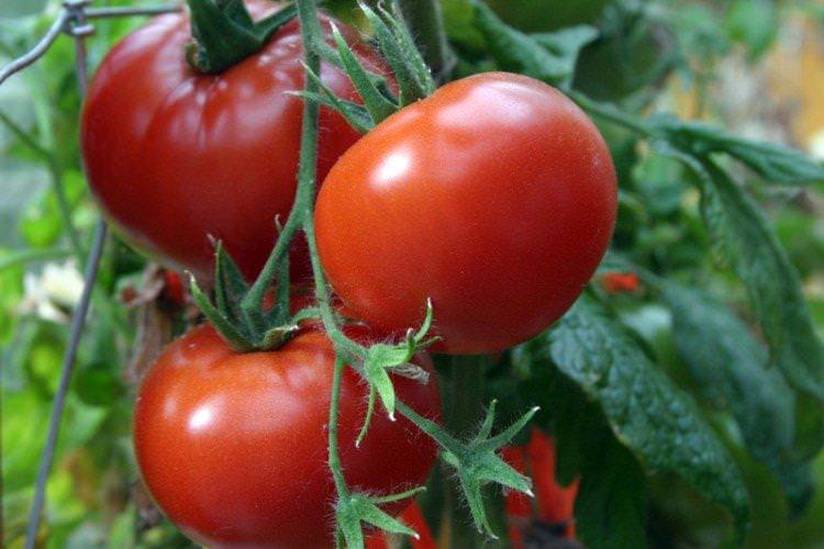 Аляска - Найкращі сорти томатів для теплиць для Уралу та Сибіру