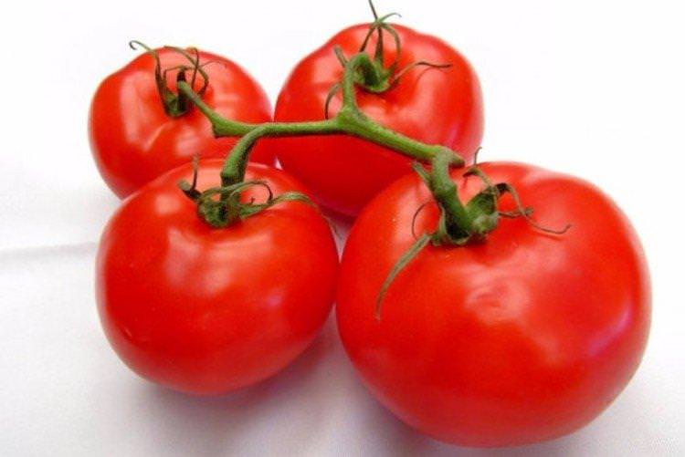 Пародист - Ранні сорти томатів