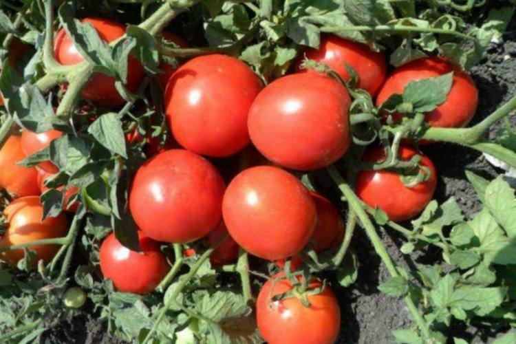 Маріша - Ранні сорти томатів