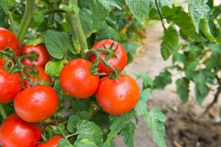 Санька - Ранні сорти томатів