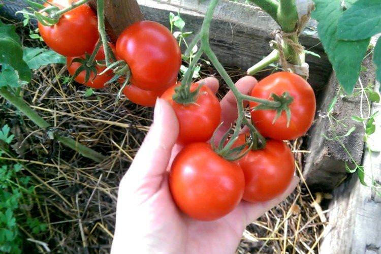 Метелиця - Середньостиглі сорти томатів