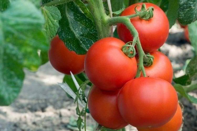 Кумир - Середньостиглі сорти томатів