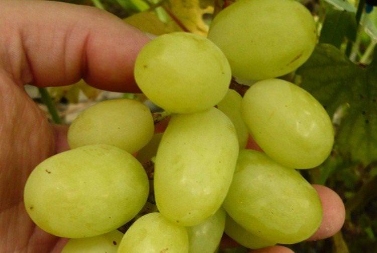 Айсар - Ранні сорти винограду