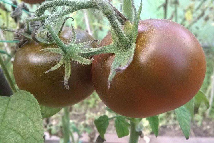 Цукор коричневий - Пізні сорти томатів