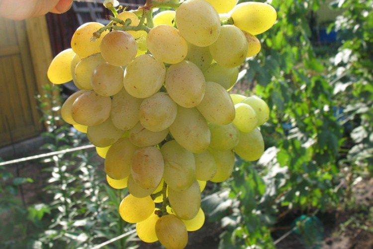 Захоплення - Ранні сорти винограду