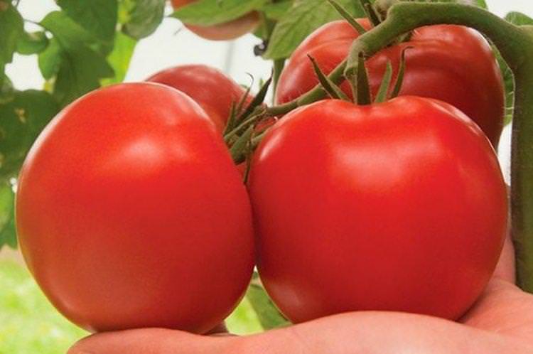 Лежкий - Пізні сорти томатів