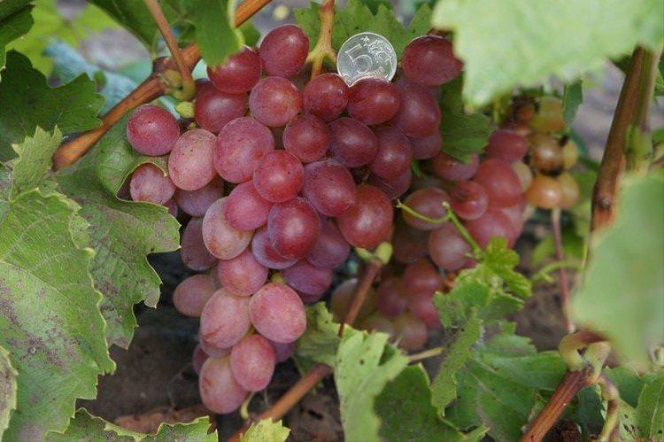 Азалія - ​​Ранні сорти винограду