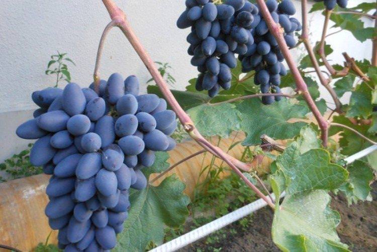 Атос - Ранні сорти винограду
