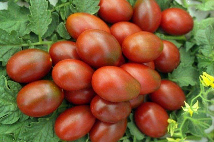 Де Барао - Пізні сорти томатів