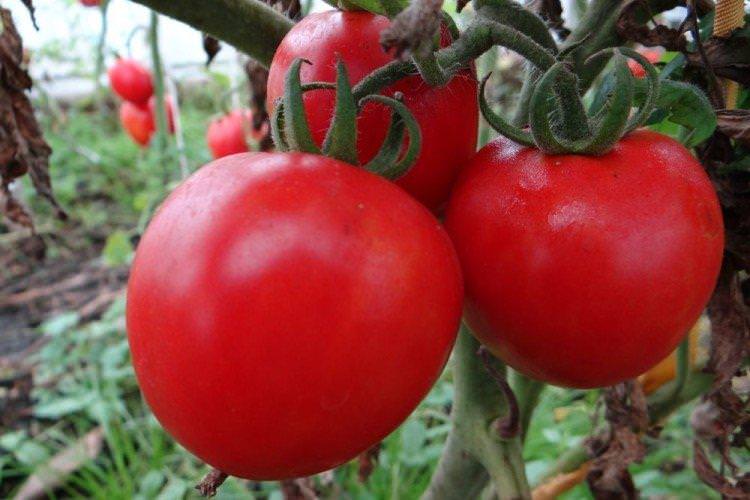Загадка - Низькорослі сорти томатів