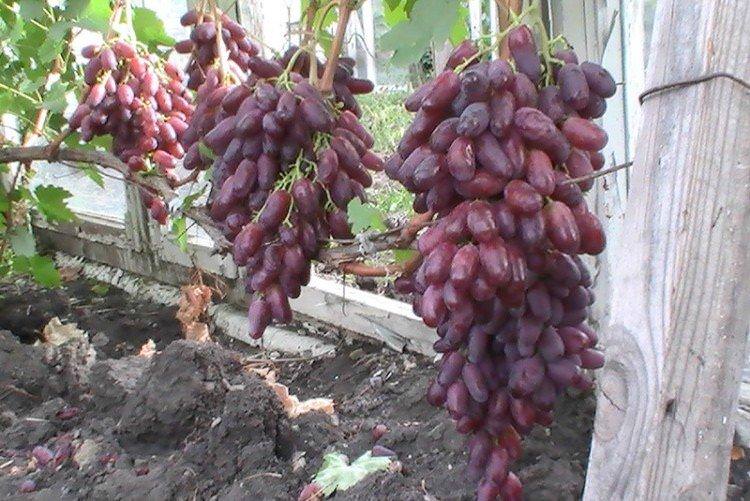 Ризамат - Сорти винограду середнього терміну дозрівання