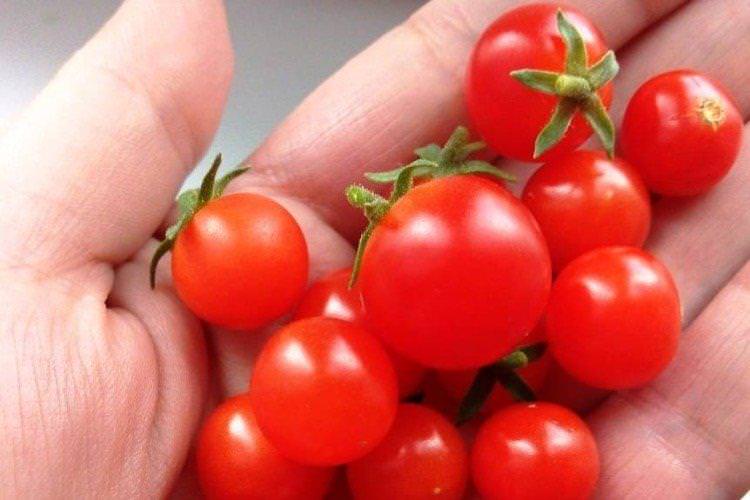 Пігмей - Низькорослі сорти томатів