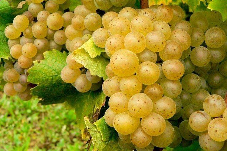 Аліготе - Сорта винограду середнього терміну дозрівання