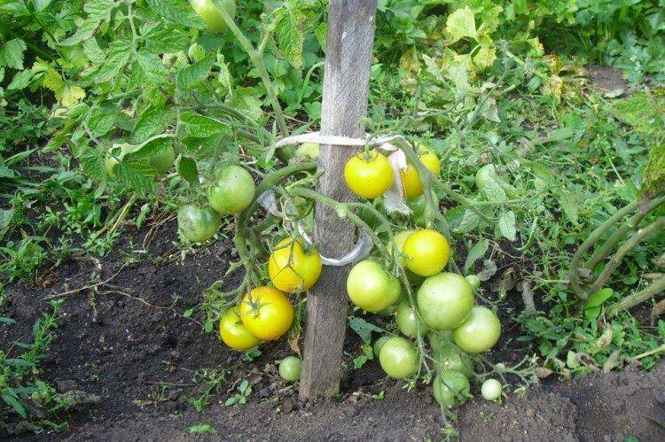 Бурштиновий 530 - Низькорослі сорти томатів