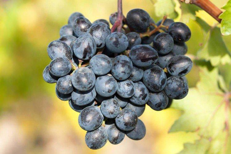 Вірменія - Сорти винограду середнього терміну дозрівання
