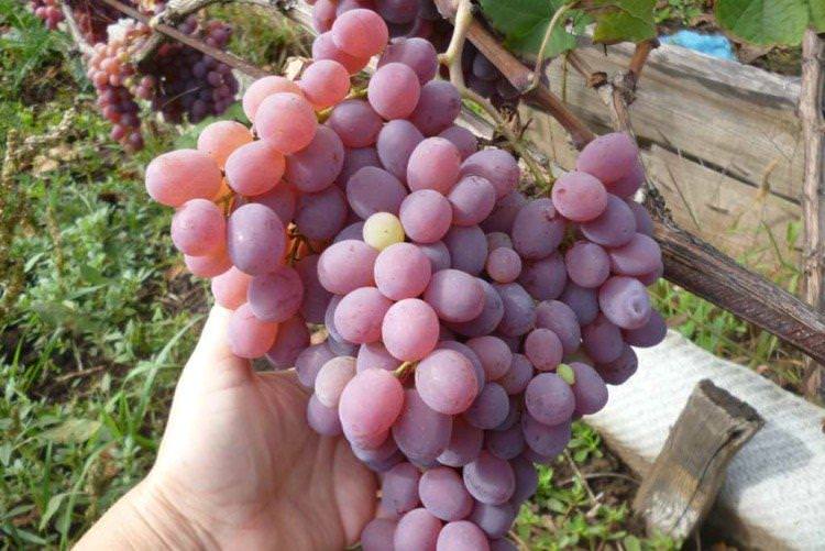 Тайфі - Пізні сорти винограду