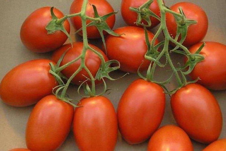 Дитячий - Низькорослі сорти томатів