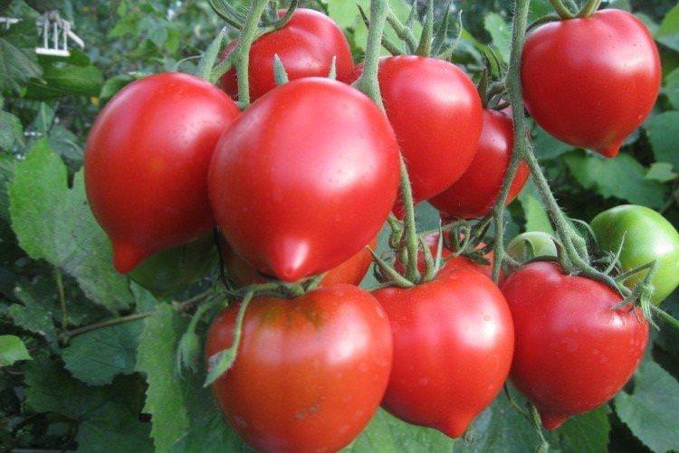 Тарасенко - Високорослі сорти томатів