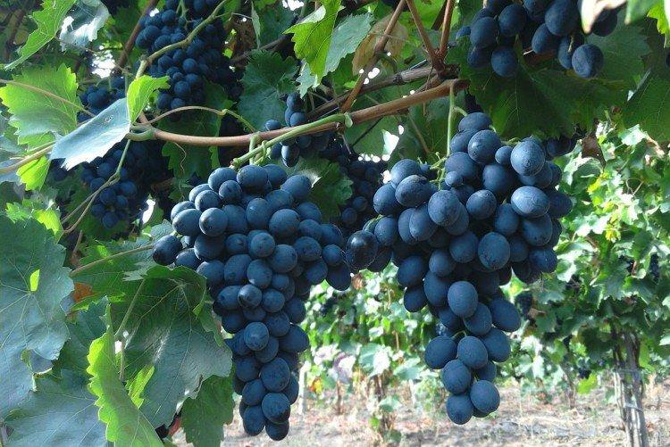 Молдова - Пізні сорти винограду