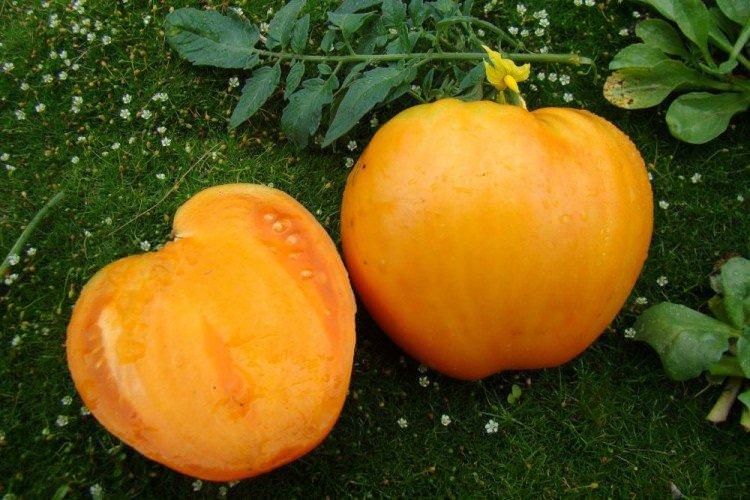 Медовий спас - Високорослі сорти томатів