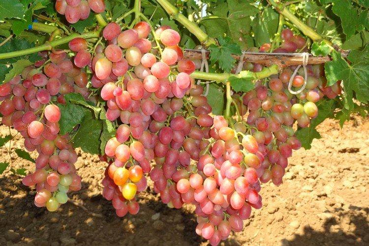 Анюта - Пізні сорти винограду