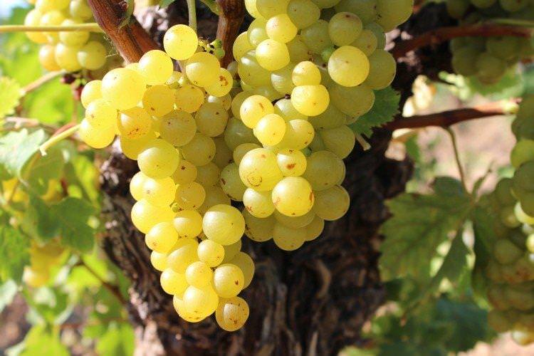 Мускат бессарабський - Винні сорти винограду