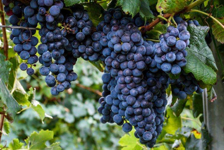Ізабелла - Винні сорти винограду