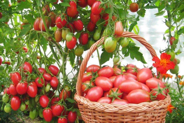 Чіо Чіо Cан - Найкращі сорти томатів для теплиць