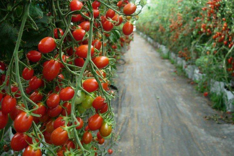 Спрут - Найкращі сорти томатів для теплиць
