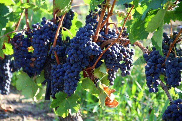 Мерло - Винні сорти винограду