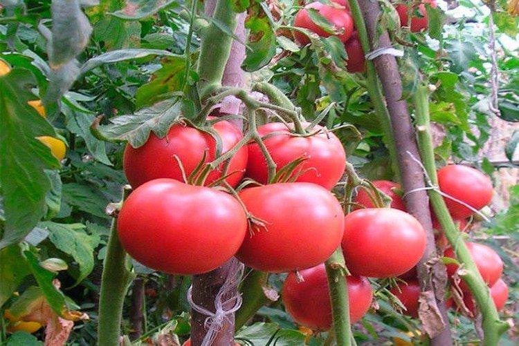 Касаморі - Найкращі сорти томатів для теплиць
