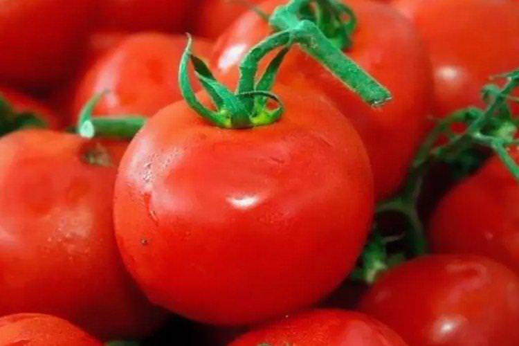 Толстой - Найкращі сорти томатів для теплиць