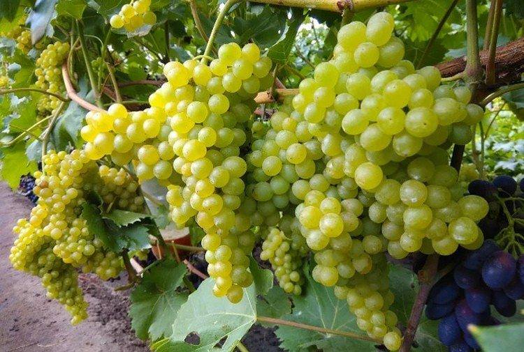 Кішміш - Сорти винограду без кісточок