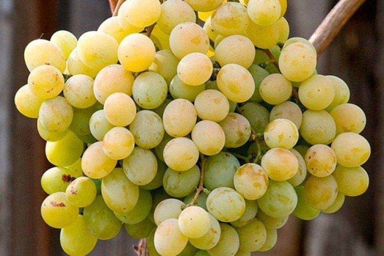 Кеша - Сорти винограду без кісточок
