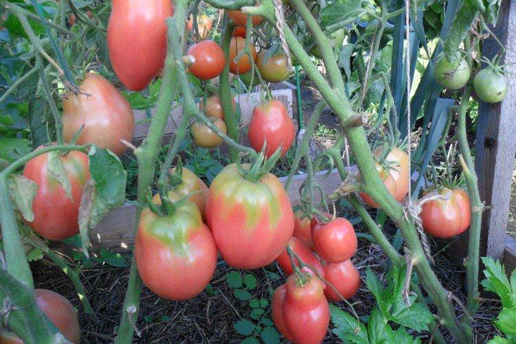 Петруша городник - Кращі сорти томатів для відкритого ґрунту