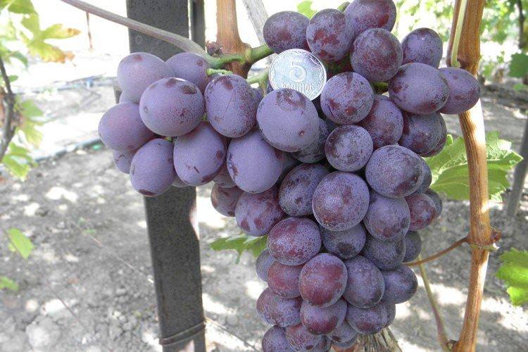 Крімсон Сідлісс - Сорти винограду без кісточок