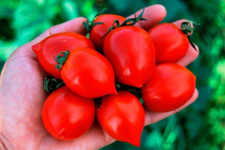Поцілунок герані - Найкращі сорти томатів для відкритого ґрунту