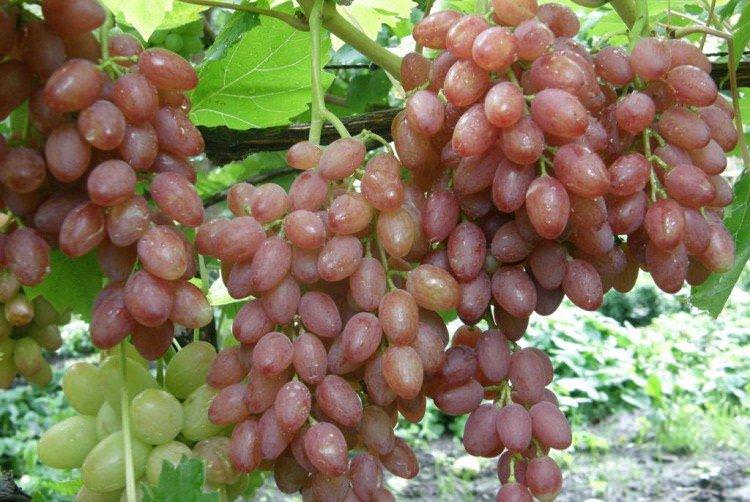 Променистий - Сорти винограду без кісточок