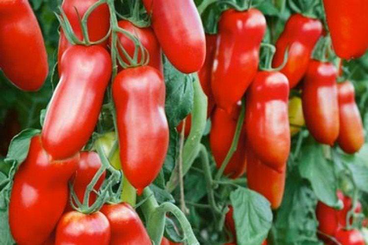 Каспар 2 - Найкращі сорти томатів для відкритого ґрунту