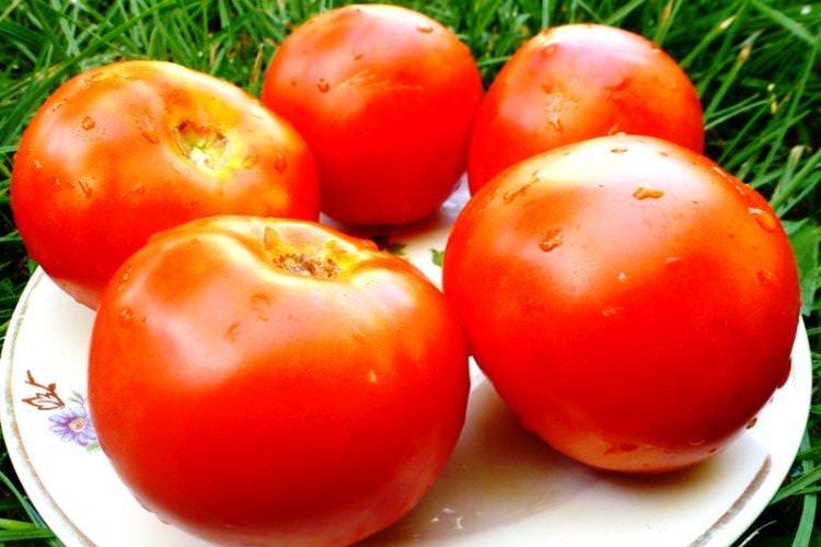 Білий налив - Найкращі сорти томатів для Підмосков'я