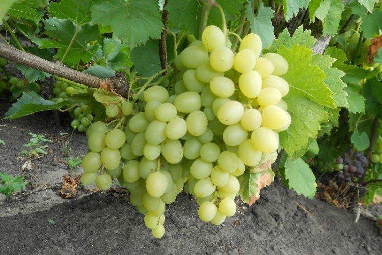 Надія Аксайська - Найкращі сорти винограду для Підмосков'я