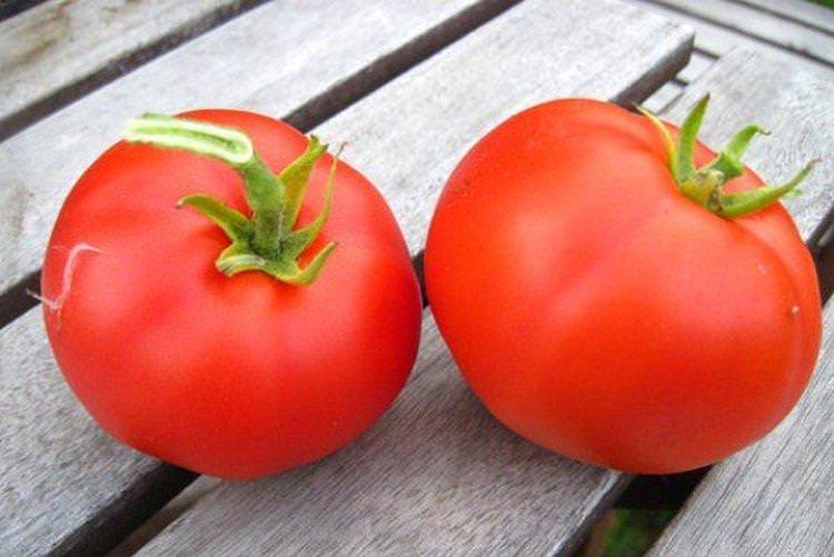 Москвич - Найкращі сорти томатів для Підмосков'я
