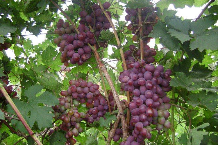 Вікторія - Найкращі сорти винограду для Підмосков'я