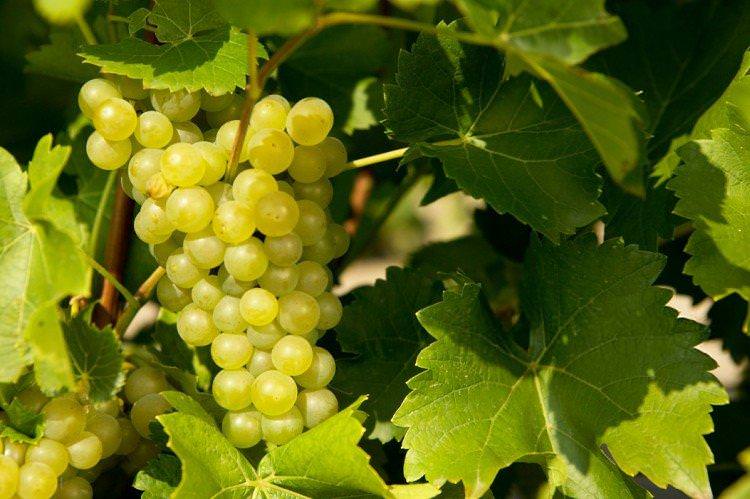 Супер Екстра - Найкращі сорти винограду для Підмосков'я